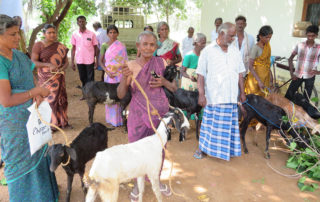 Ziegen für arme Frauen in Indien